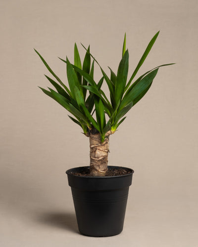 Kleine Yucca ohne Übertopf