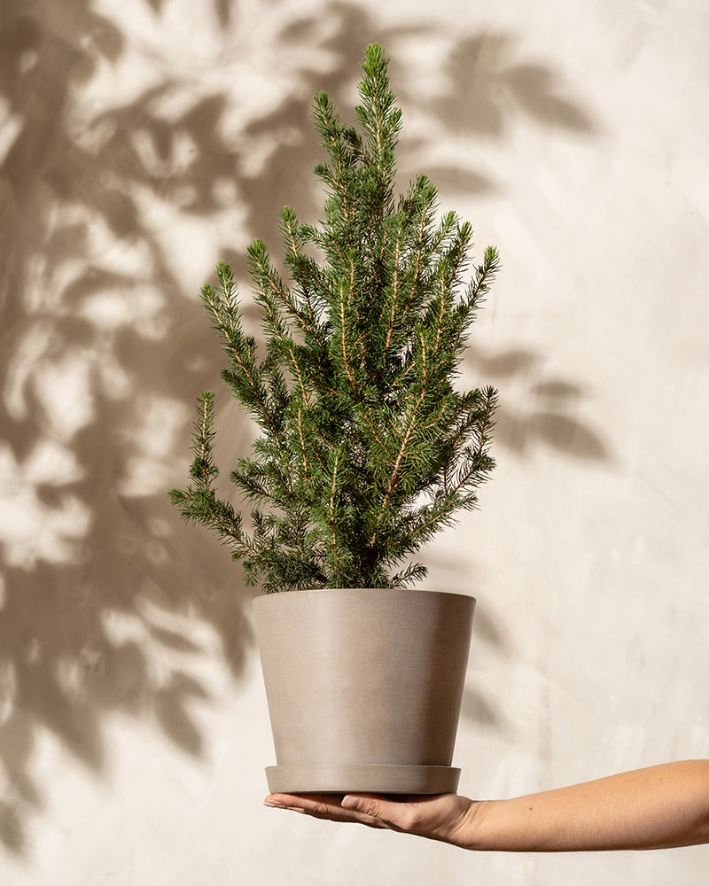 Ein kleiner Weihnachtsbaum in einem beigen Topf wird von einer Hand vor einem neutralen Hintergrund hochgehalten und wirft einen Schatten an die Wand.