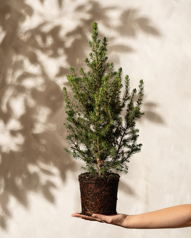 Ein kleiner Weihnachtsbaum mit Wurzelballen thront auf einer ausgestreckten Hand vor einem hellen Hintergrund. Der Schatten des Baumes tanzt an der Wand, hebt seine Zweige und Blätter hervor und fängt die Essenz eines winterharten Weihnachtsbäumchens ein.