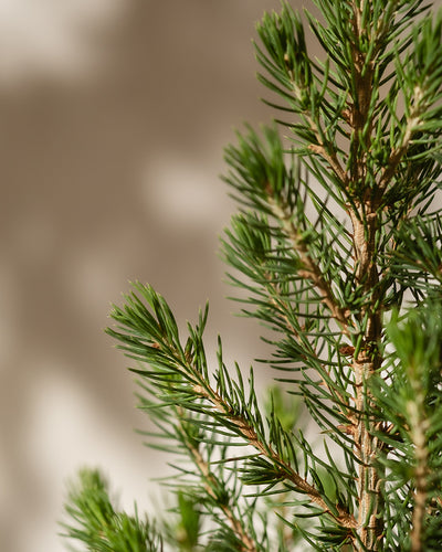 Nahaufnahme eines Zweigs eines Kleinen Weihnachtsbaums vor einem unscharfen beigen Hintergrund, wobei die komplexe Textur und die natürliche, leuchtende Farbe der Nadeln hervorgehoben werden und sie an ein Weihnachtsbäumchen im Miniaturformat erinnern.