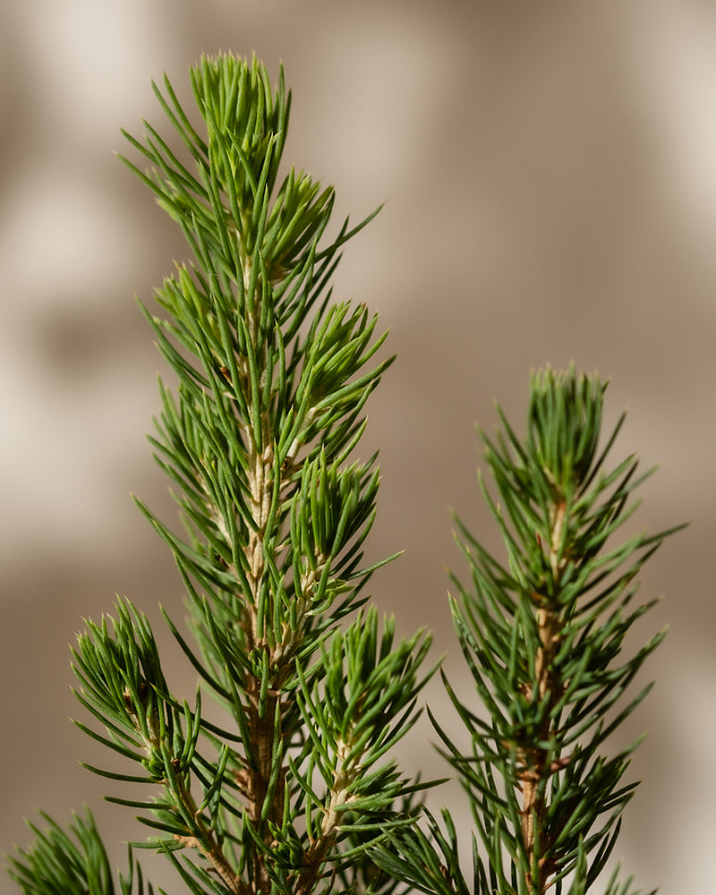 Nahaufnahme von grünen Kiefernnadeln auf mehreren Zweigen eines kleinen Weihnachtsbaums vor einem weichen, neutralen Hintergrund.