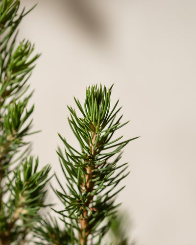 Nahaufnahme eines grünen Tannenzweigs, der einem kleinen Weihnachtsbaum ähnelt, mit kleinen nadelartigen Blättern vor einem neutralen beigen Hintergrund. Der Fokus liegt auf dem oberen Nadelbüschel, wodurch die leuchtend grüne Farbe und die feine Textur hervorgehoben werden.