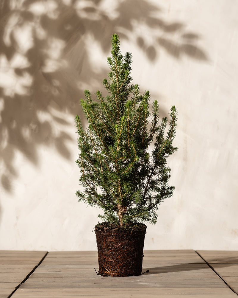 Ein kleiner Weihnachtsbaum steht in einem Topf auf einer Holzfläche vor einem beigen Hintergrund. Schatten der Zweige werden an die Wand geworfen und verleihen der winterharten und minimalistischen Szene Tiefe.