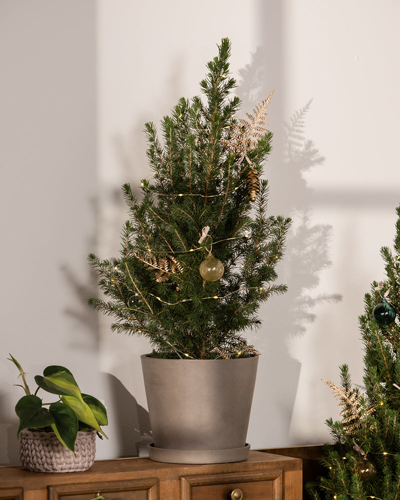 Ein kleiner Weihnachtsbaum, eingebettet in einen grauen Topf, der mit goldenen Ornamenten geschmückt ist, steht auf einem Holzschrank. In der Nähe sorgt eine winterharte Topfpflanze mit großen grünen Blättern für Kontrast. Sanftes Licht wirft Schatten auf die helle Wand dahinter.