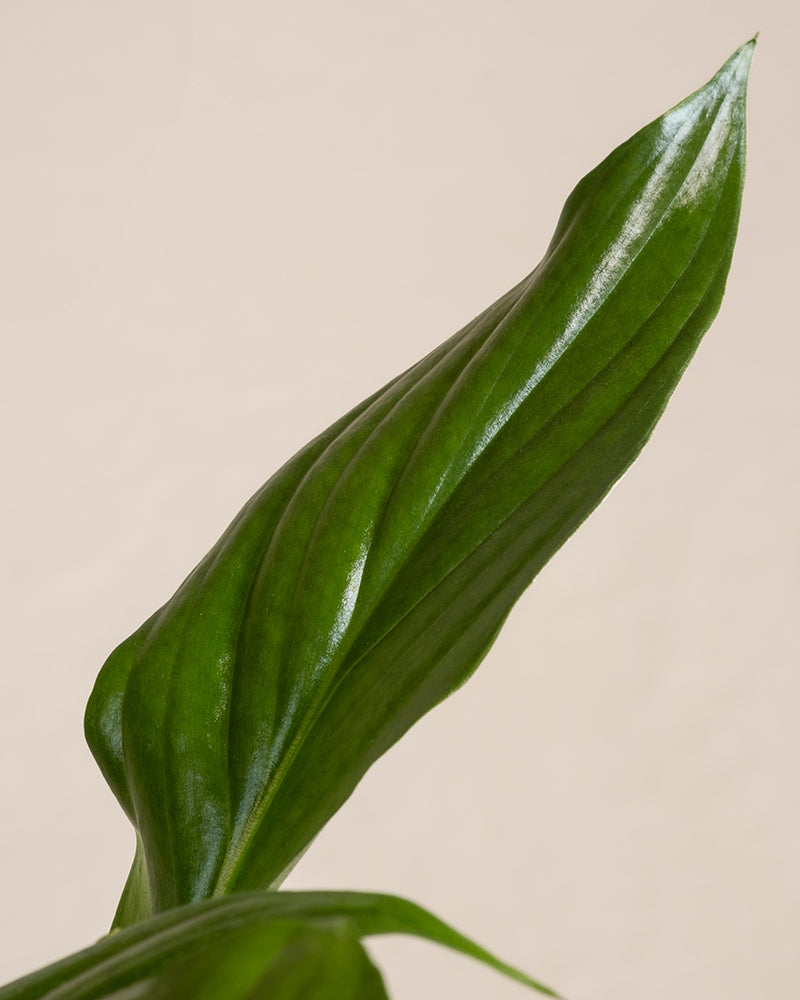 Nahaufnahme eines einzelnen, länglichen, grünen Blattes von Schnellwachsendem Pflanzen-Set mit markanten Adern und einer glänzenden Oberfläche. Der Hintergrund hat eine weiche, kräftige Beigefarbe, die die Textur und natürliche Schönheit des Blattes betont.