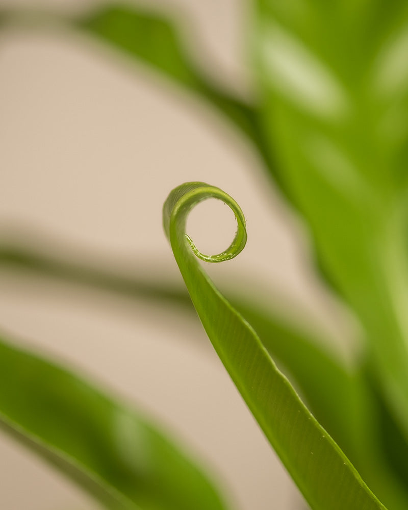 Nahaufnahme der Spitze eines grünen Blattes aus einem Kleinen tierfreundliches Pflanzen-Set mit einer Spiralkräuselung. Der Hintergrund ist sanft verschwommen, wodurch die leuchtend grüne Farbe und die glatte Textur des Blattes hervorgehoben werden. Die Beleuchtung erzeugt eine sanfte, natürliche Atmosphäre.