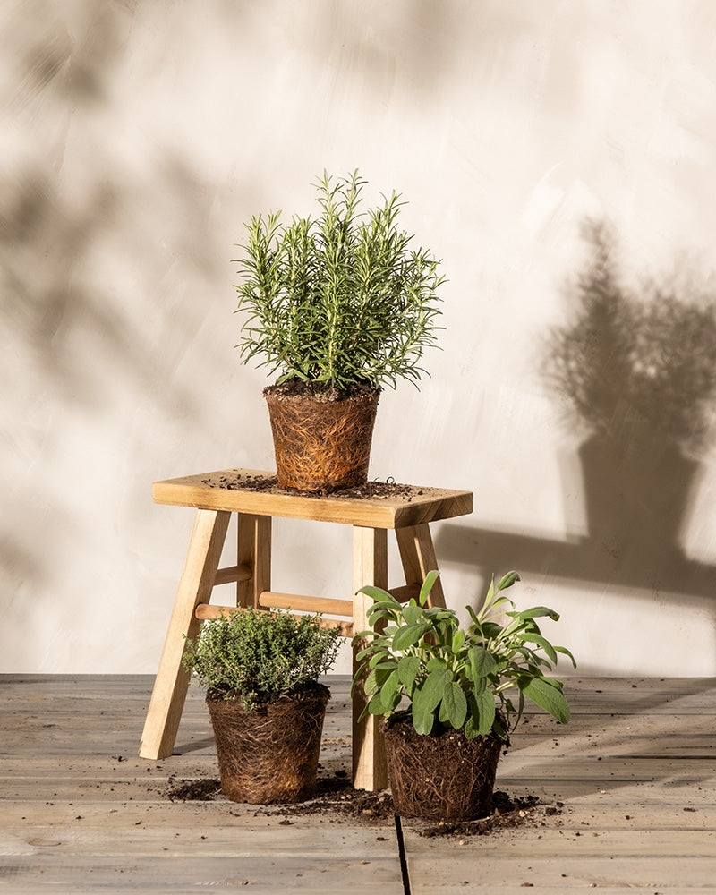 Drei Topfpflanzen, vermutlich Kräuter wie Thymian, Salbei und Rosmarin, werden auf einem kleinen Holzhocker und auf dem Boden präsentiert. Der minimalistische Hintergrund mit Schatten verstärkt ihren Charme. 