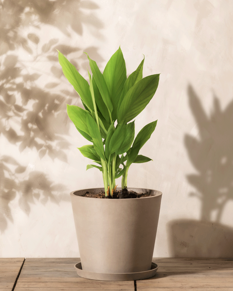 Eine üppig grüne Kurkuma mit breiten Blättern steht in einem schlichten grauen Topf auf einer Holzoberfläche. Sonnenlicht wirft sanfte Schatten auf die helle Wand dahinter und betont die natürliche Eleganz dieses Superfoods.