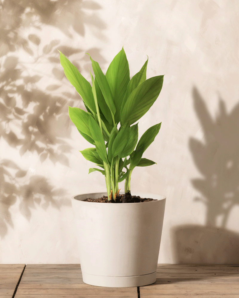 Die Kurkuma, eine leuchtend grüne Pflanze, die für ihre Superfood-Wirkung bekannt ist, steht in einem weißen Topf auf einer Holzoberfläche. Sanfte Blattschatten spielen über die helle Wand dahinter.