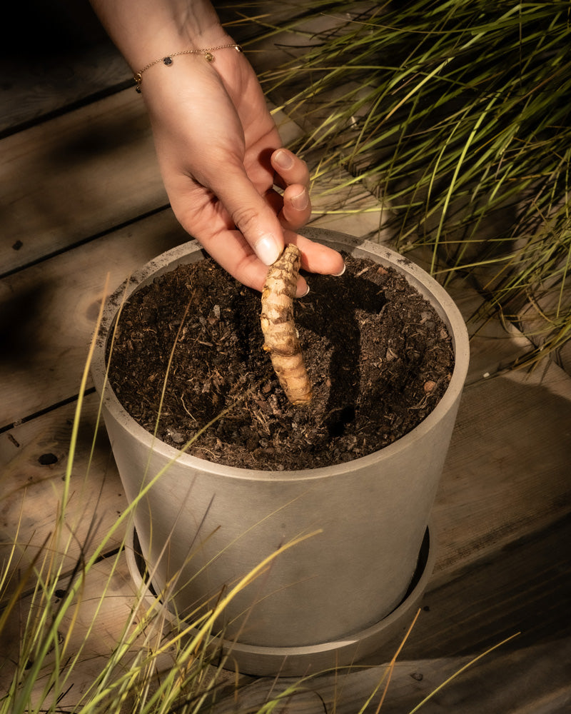 Eine Hand pflanzt Kurkuma, ein Superfood, das für seine heilenden Eigenschaften bekannt ist, in einen Topf mit dunkler Erde. Der Topf steht auf einer Holzfläche, umgeben von grünem Gras, und wird von warmem Sonnenlicht durchflutet.