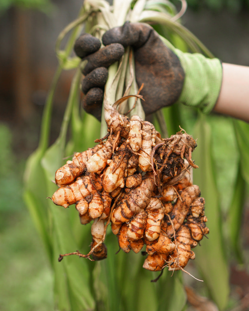 Eine behandschuhte Hand präsentiert frisch geerntete, noch mit Erde bedeckte Kurkuma-Wurzeln. Eingewickelt in grüne Blätter, sind diese Superfoods vor einem verschwommenen Gartenhintergrund zu sehen.