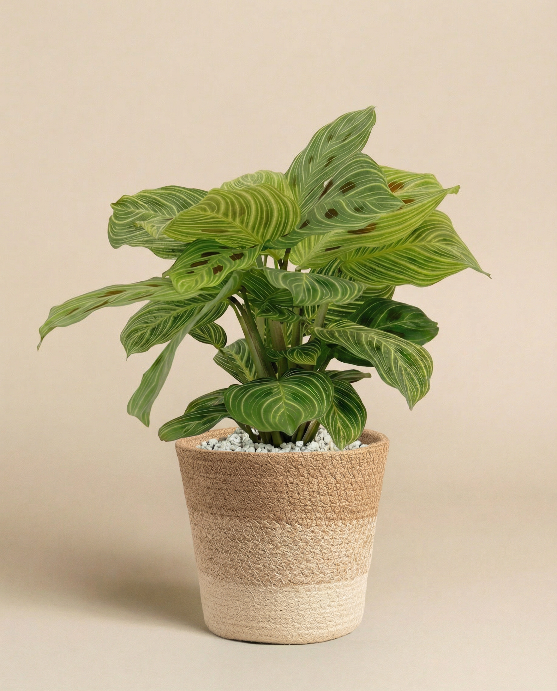 Eine Maranta 'Light Veins' - feey, die für ihre breit gestreiften Blätter bekannt ist, steht in einem geflochtenen beigen Pflanzgefäß mit weißen Steinen vor einem schlichten hellbraunen Hintergrund.