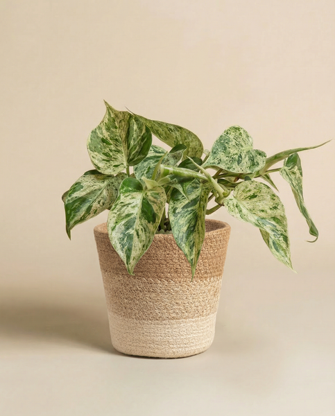 Ein Philodendron 'Oxycardium Variegata' von feey mit grün panaschierten, samtigen Blättern in einem zweifarbigen geflochtenen Pflanzkorb vor einem neutralen beigen Hintergrund.