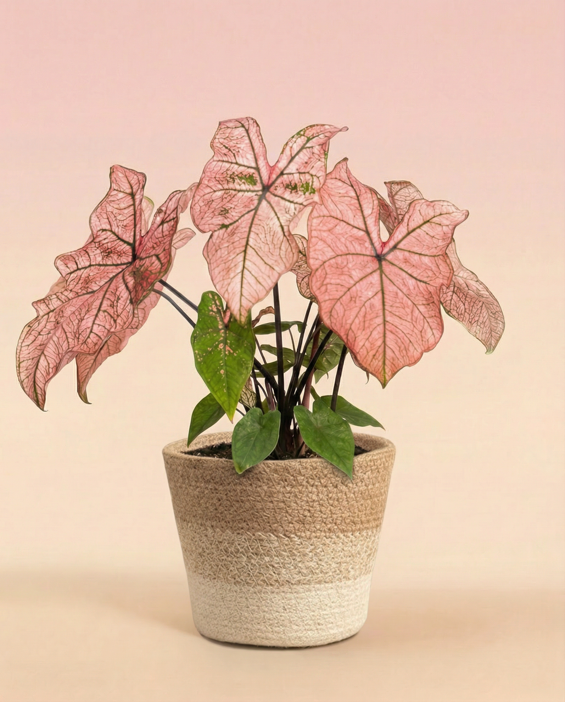 Ein getöpfertes Caladium 'Spring Fling' mit großen rosafarbenen und grün geäderten Blättern sitzt vor einem Hintergrund mit zartem rosa und beigem Farbverlauf in einem natürlichen zweifarbigen beigen Topf in Flechtoptik.