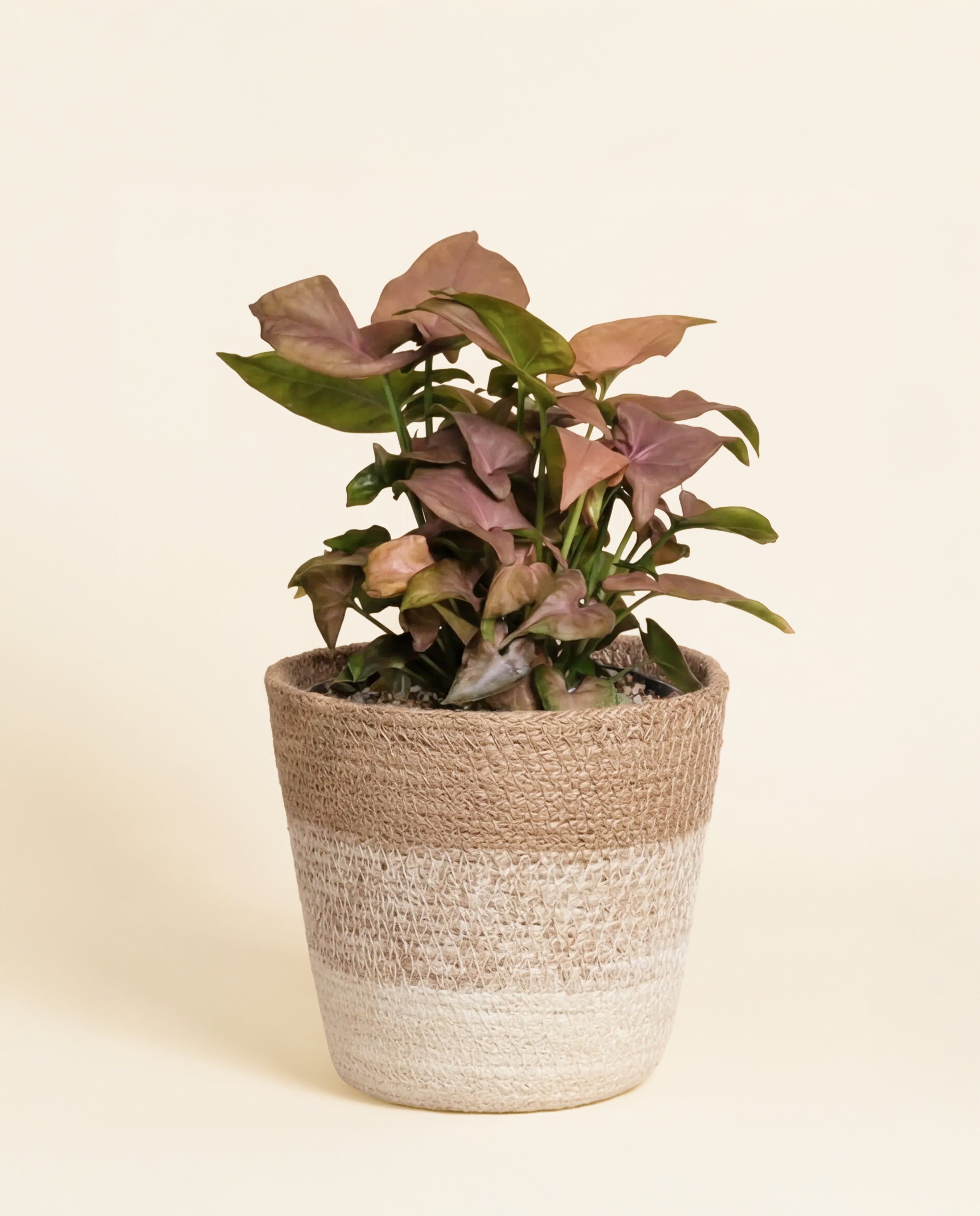 Eine Syngonium 'Neon' - Fee mit grünen und rosafarbenen, samtartigen Blättern sitzt in einem geflochtenen beigen und weißen Korb vor einem schlichten, hellen Hintergrund.