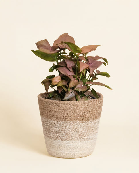 Eine Syngonium 'Neon' - Fee mit grünen und rosafarbenen, samtartigen Blättern sitzt in einem geflochtenen beigen und weißen Korb vor einem schlichten, hellen Hintergrund.