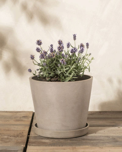Eine Lavendelpflanze mit lila Blüten und grünen Blättern wächst in einem einfachen hellgrauen Topf auf einer Holzoberfläche vor einer neutralen Wand.