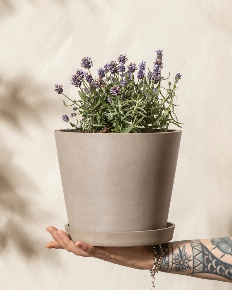 Eine tätowierte Hand hält einen beigen Topf mit Lavendel (Lavandula angustifolia) vor einem hellen, strukturierten Hintergrund.