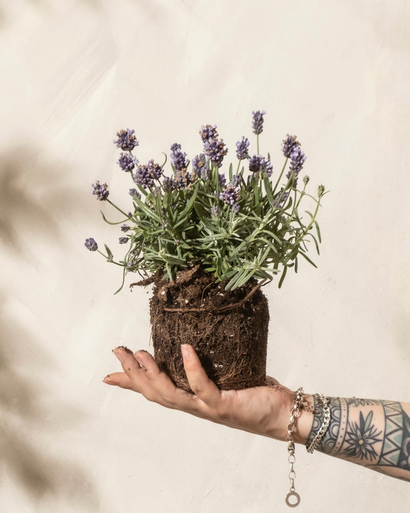 Ein tätowierter Arm hält eine kleine Lavendelpflanze, deren grüne Blätter, zarte violette Blüten, Wurzeln und Erde vor einem hellen, neutralen Hintergrund zu sehen sind.