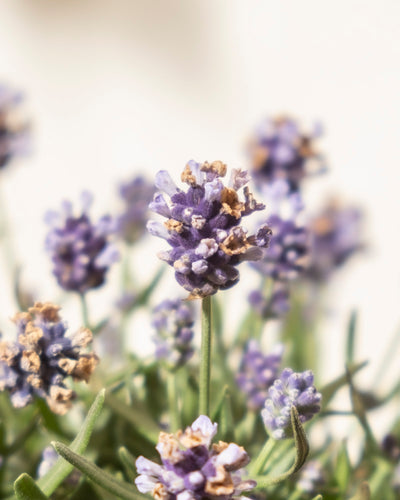 Nahaufnahme von blühendem Lavendel mit zarten violetten Blüten und einigen braunen Spitzen vor einem weichen, hellen Hintergrund. Grüne Stängel und Blätter erscheinen im Vorder- und Hintergrund.