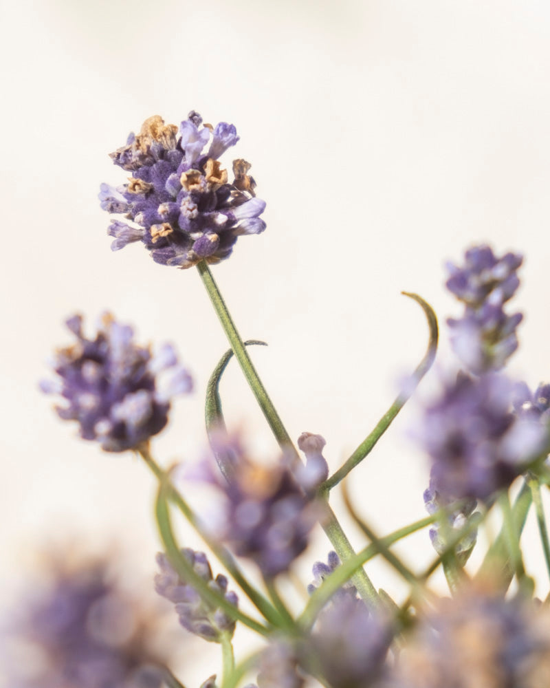 Nahaufnahme von violetten Lavendelblüten mit grünen Stielen vor einem weichen, hellen Hintergrund. Der Fokus liegt auf einer auffälligen Lavendelblüte, während die anderen Blüten im Vorder- und Hintergrund leicht verschwommen sind.