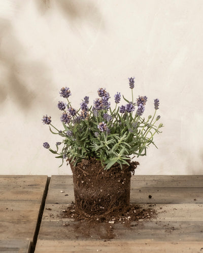 Eine Lavendelpflanze (Lavandula angustifolia) mit grünen Blättern und violetten Blüten liegt auf einer Holzoberfläche, ihre freiliegenden Wurzeln und die Erde sind vor einem hellen Hintergrund sichtbar.