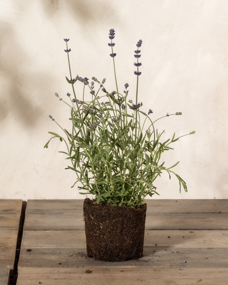 Lavendel ohne Übertopf