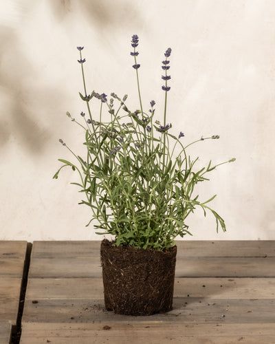 Lavendel ohne Übertopf