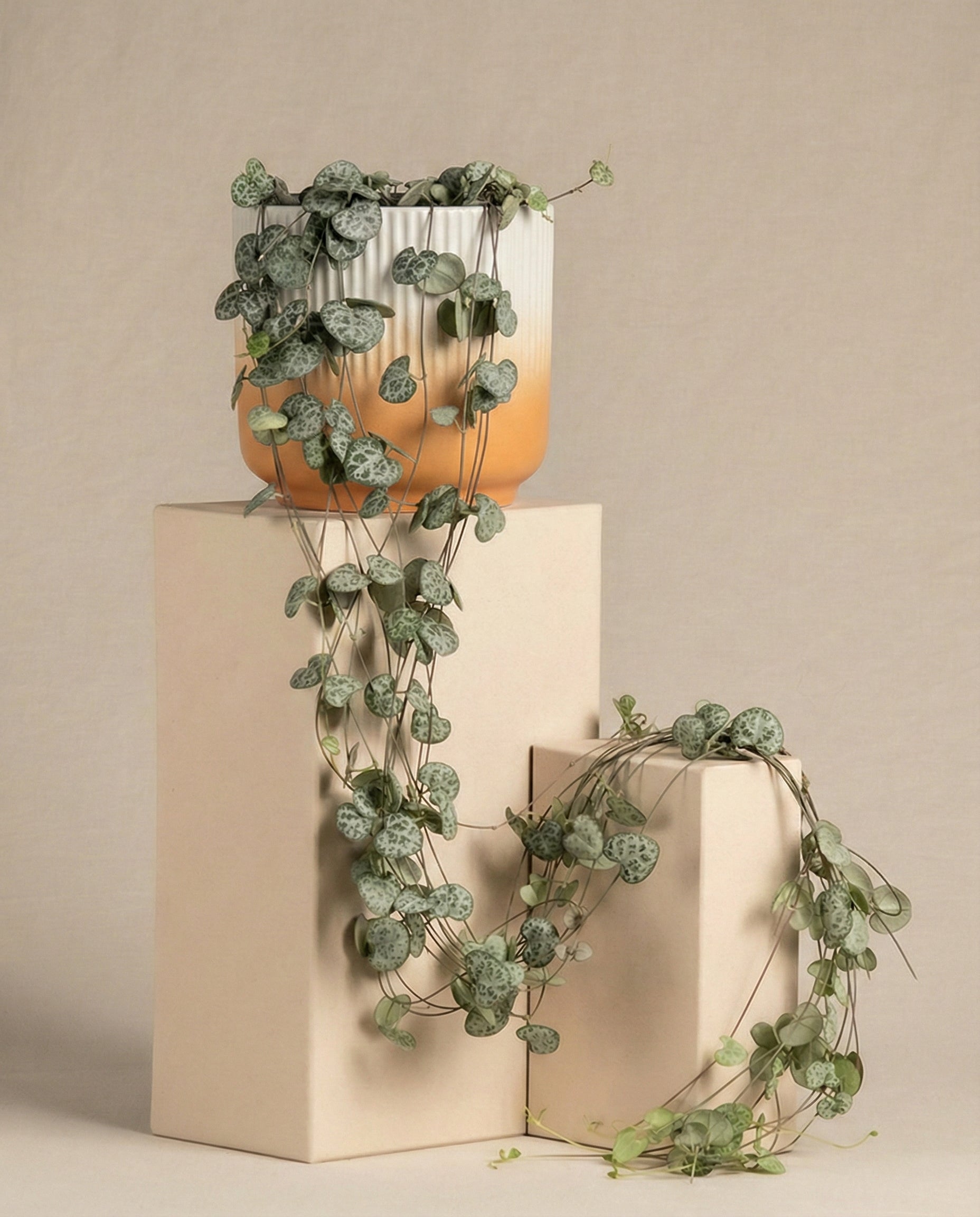 Eine Leuchterpflanze sitzt in einem gerippten weiß-orangenen Topf auf einem beigen, geometrischen Sockel. Ihre herzförmigen Blätter hängen anmutig herab. Der Hintergrund ist ein neutrales Beige.