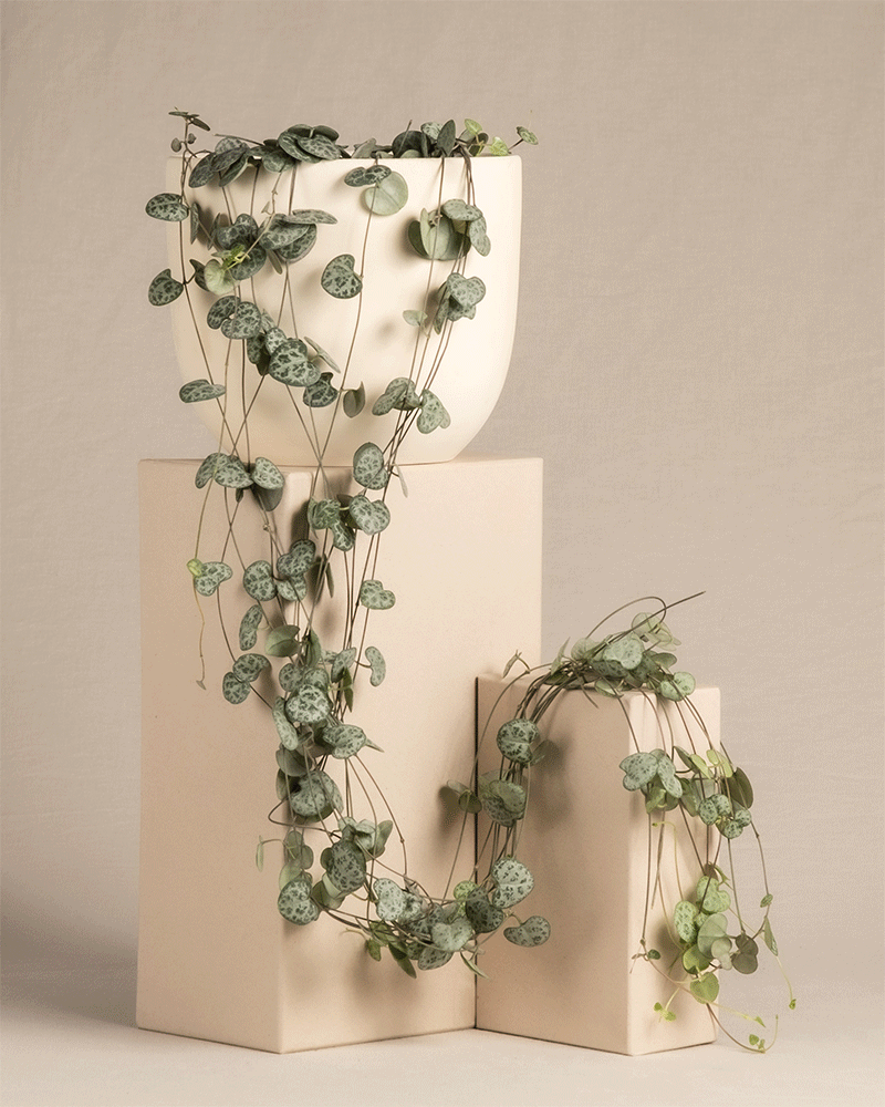 Ein weißer Keramiktopf mit einer Leuchterpflanze (String of Hearts) steht auf cremefarbenen geometrischen Blöcken, deren grüne herzförmige Blätter elegant herabhängen.
