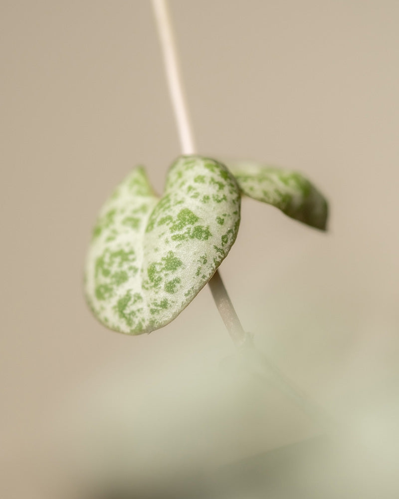 Nahaufnahme einer Leuchterpflanze mit einem grünen, herzförmigen Blatt mit hellen und dunklen Flecken auf einem schlanken Stiel vor einem sanften beigen Hintergrund.