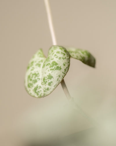 Detailaufnahme eines herzförmigen Blattes einer Leuchterpflanze.