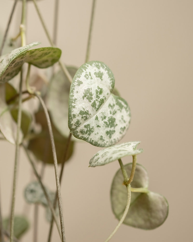 Nahaufnahme der bunten herzförmigen Blätter einer Pflanze des Harmony Bundle (Ceropegia woodii). Die Blätter, grün mit weißen Sprenkeln, sind an dünnen, herabhängenden Ranken vor einem neutralen Hintergrund befestigt – wahre grüne Schätze, die jedem Raum eine entspannte Atmosphäre verleihen.