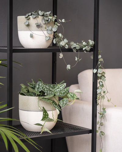 Eine Leuchterpflanze in einem Keramiktopf steht auf einem schwarzen Regal neben einem weissen Sofa.