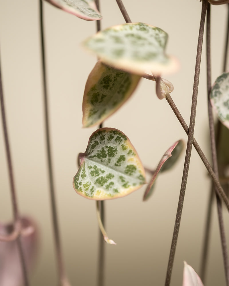 Detailaufnahme Blatt einer pinken Leuchterpflanze