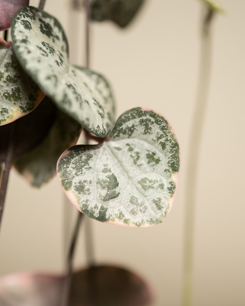 Detailaufnahme Leuchterpflanze Pink