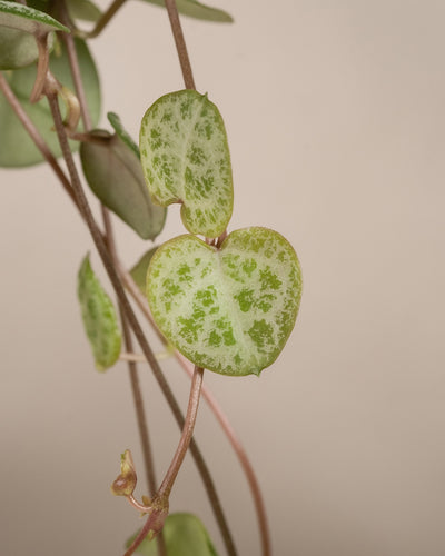 Nahaufnahme eines Pflanzen-Sets fürs Regal (Ceropegia woodii), auch bekannt als Leuchterpflanze, mit herzförmigen Blättern. Die Blätter sind hellgrün mit dunkelgrünen Mustern. Die dünnen, herabhängenden Stängel der Pflanze sind vor einem neutralen Hintergrund sichtbar.