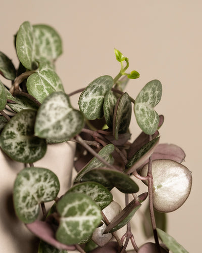 Baby Leuchterpflanzen-Trio