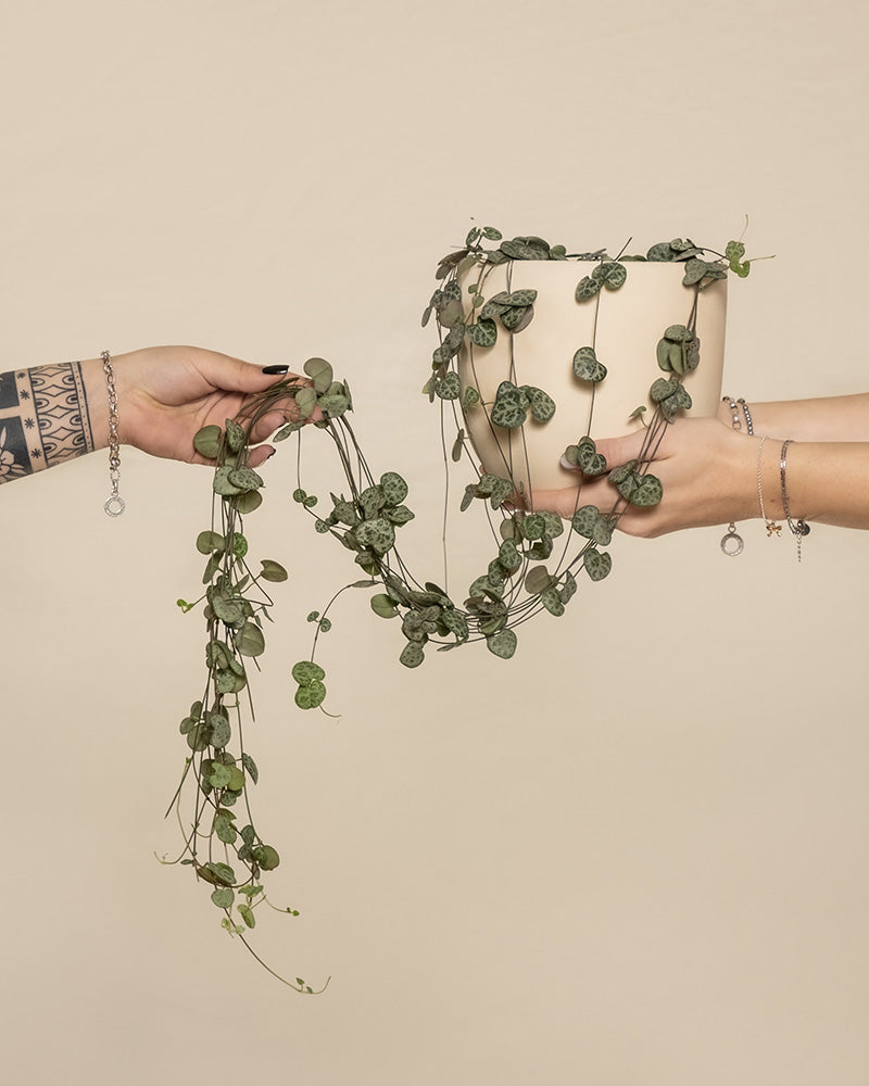 Eine Leuchterpflanze in einem weissen Keramiktopf wird von zwei Händen hochgehalten und eine weitere Hand hält die Stängel.