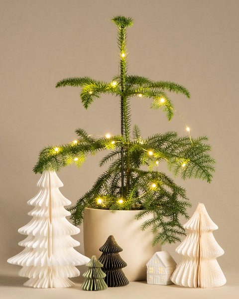 Weihnachtsbaum im weiss matten Keramiktopf umhüllt mit einer Lichterkette. Beiger Hintergrund mit Tannen