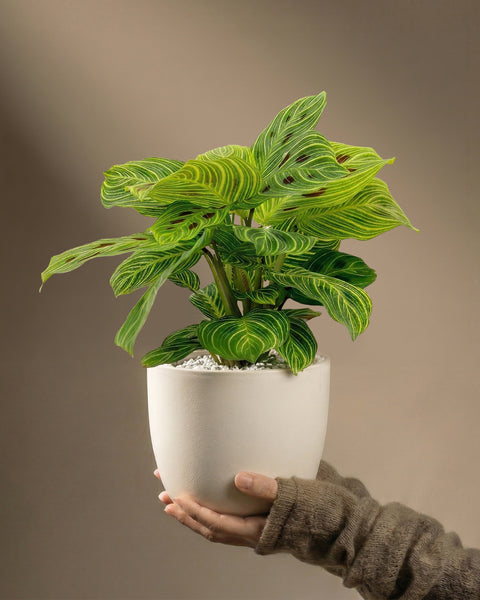 Eine Hand in einer braunen Banderole hält die Maranta 'Light Veins' - eine Pflanze mit leuchtenden, gestreiften Blättern und hellen Adern in einem weißen Topf vor neutralem Hintergrund.