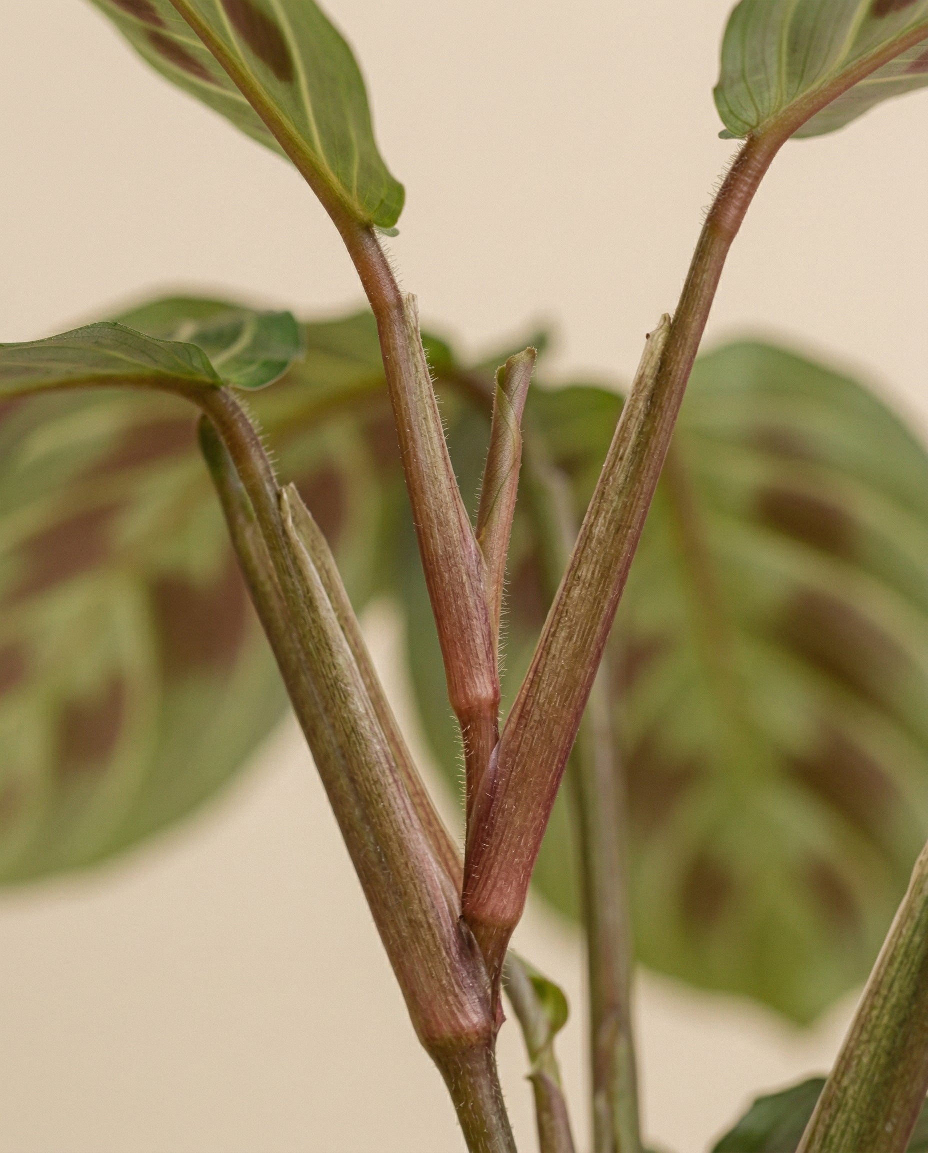 Nahaufnahme einer Maranta 'Light Veins' - feiger Stamm mit rötlich-braunen Gelenken und grünen Blättern, die durch helle Adern hervorgehoben werden, vor einem neutralen Hintergrund.