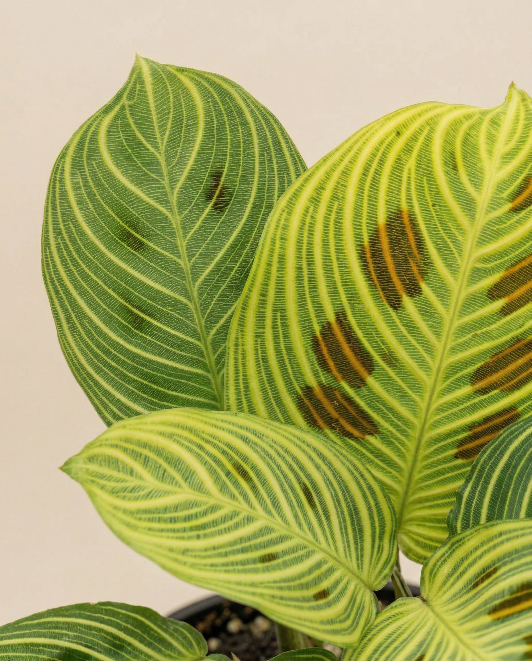 Nahaufnahme von drei Maranta 'Light Veins' - feige Blätter mit auffälliger grüner und gelber Streifung; einige Blätter weisen braune Flecken auf, die auf möglichen Pflanzenstress oder Krankheiten hinweisen, vor einem schlichten hellen Hintergrund.