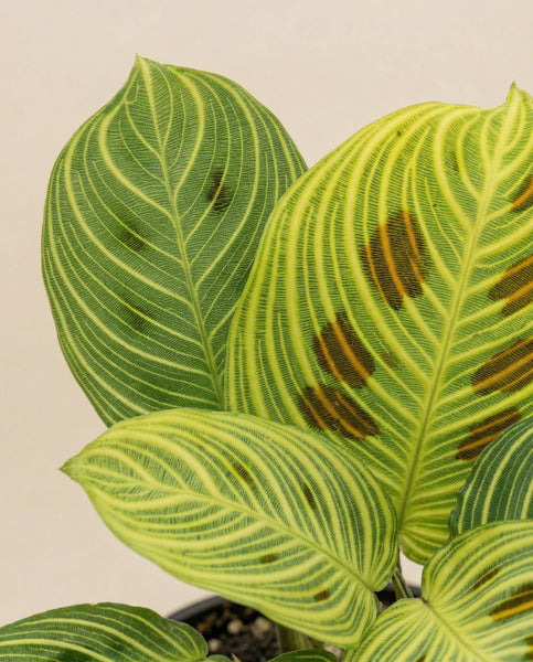 Nahaufnahme von drei Maranta 'Light Veins' - feige Blätter mit auffälliger grüner und gelber Streifung; einige Blätter weisen braune Flecken auf, die auf möglichen Pflanzenstress oder Krankheiten hinweisen, vor einem schlichten hellen Hintergrund.