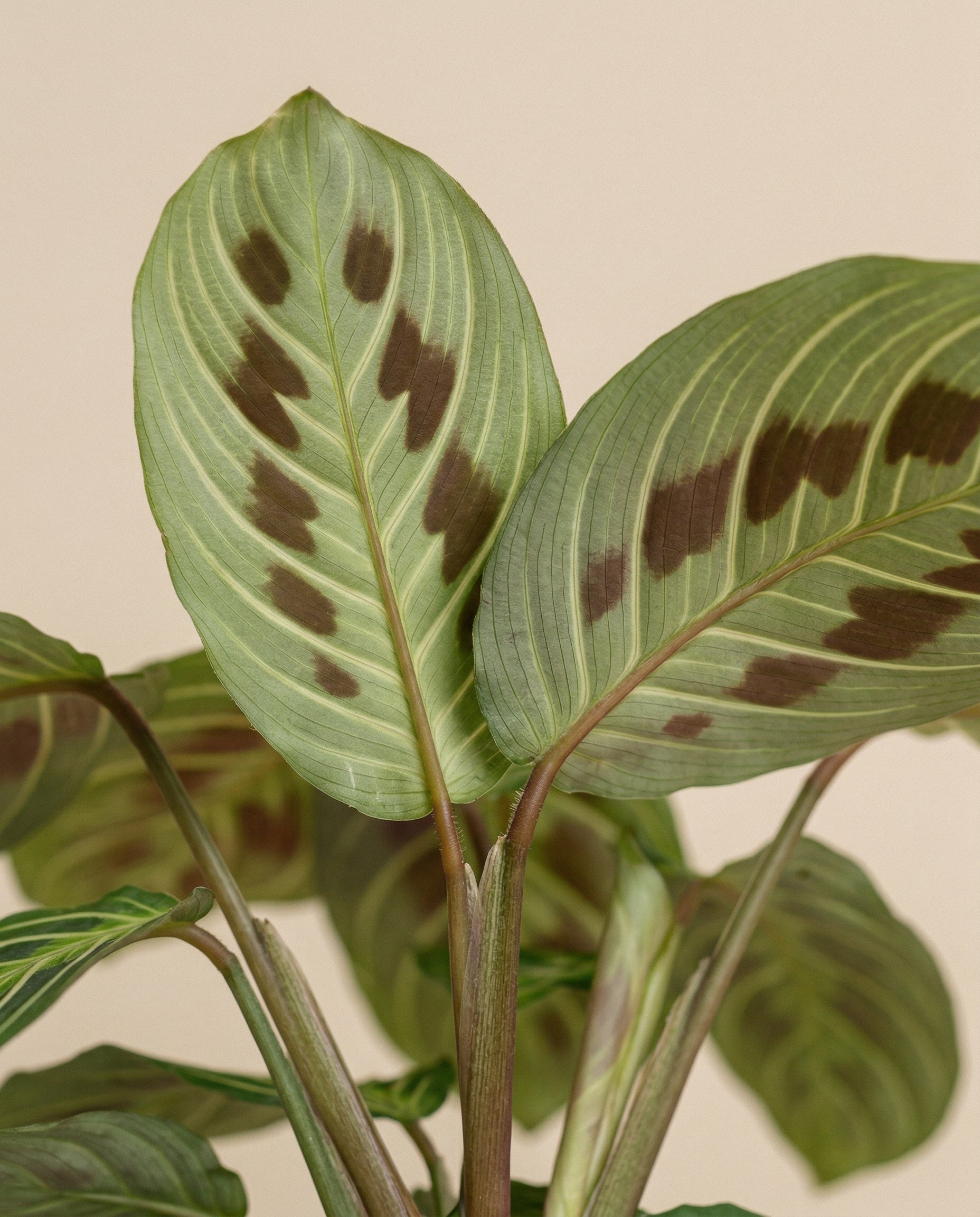 Eine Nahaufnahme der Maranta 'Light Veins' - feey, die ihre großen grünen Blätter mit auffälligen dunkelbraunen ovalen Flecken und hellgrünen Adern vor einem einfarbig beigen Hintergrund zeigt.