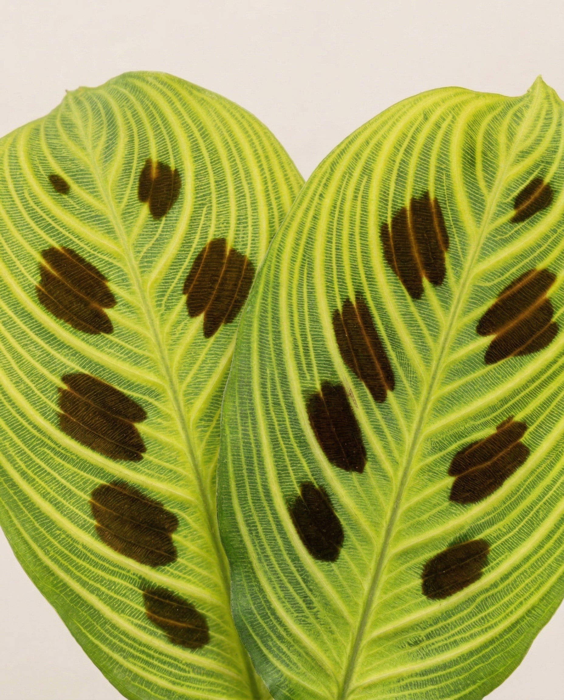 Maranta 'Light Veins' • feey