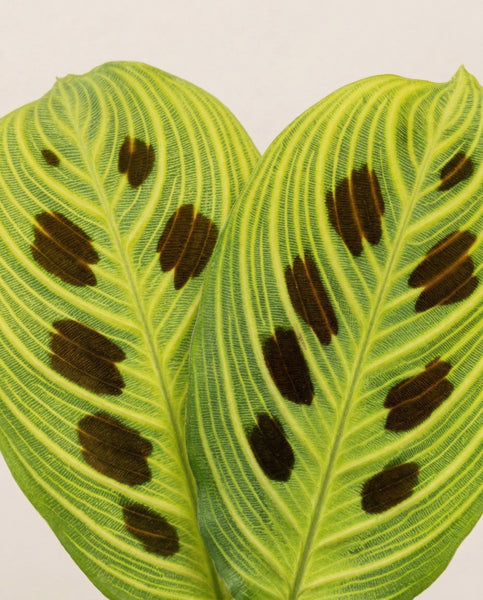 Maranta 'Light Veins' • feey