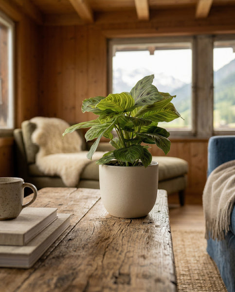 In einem gemütlichen Wohnzimmer mit holzgetäfelten Wänden, großen Fenstern, die den Blick auf die Berge freigeben, einem gepolsterten Sessel und einem Stapel Bücher neben einer Tasse ruht eine Maranta 'Light Veins' - Fee auf einem rustikalen Holztisch.