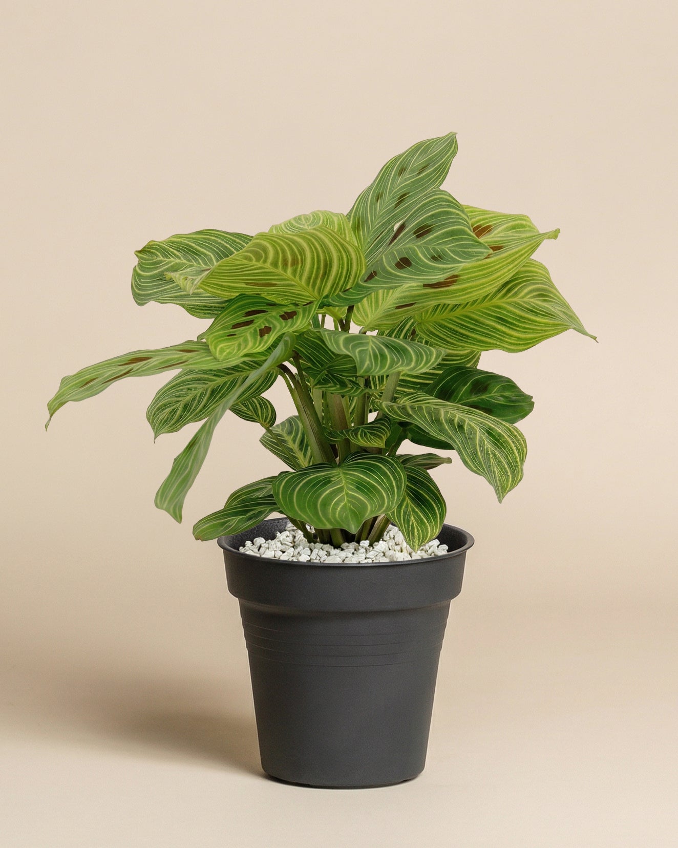 Eine Maranta 'Light Veins' - feey mit gestreiften Blättern sitzt in einem schwarzen, mit weißem Kies gefüllten Topf vor einem schlichten beigen Hintergrund.