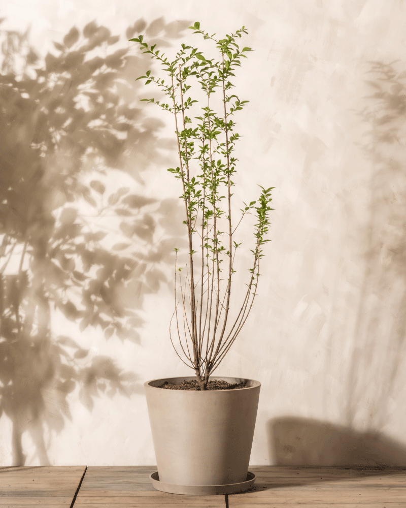 Ein Liguster mit langen, dünnen Stielen und spärlichen grünen Blättern vor einem beigen Hintergrund. Die Pflanze wirft einen Schatten auf die Wand dahinter. Der Topf steht auf einer Holzoberfläche.